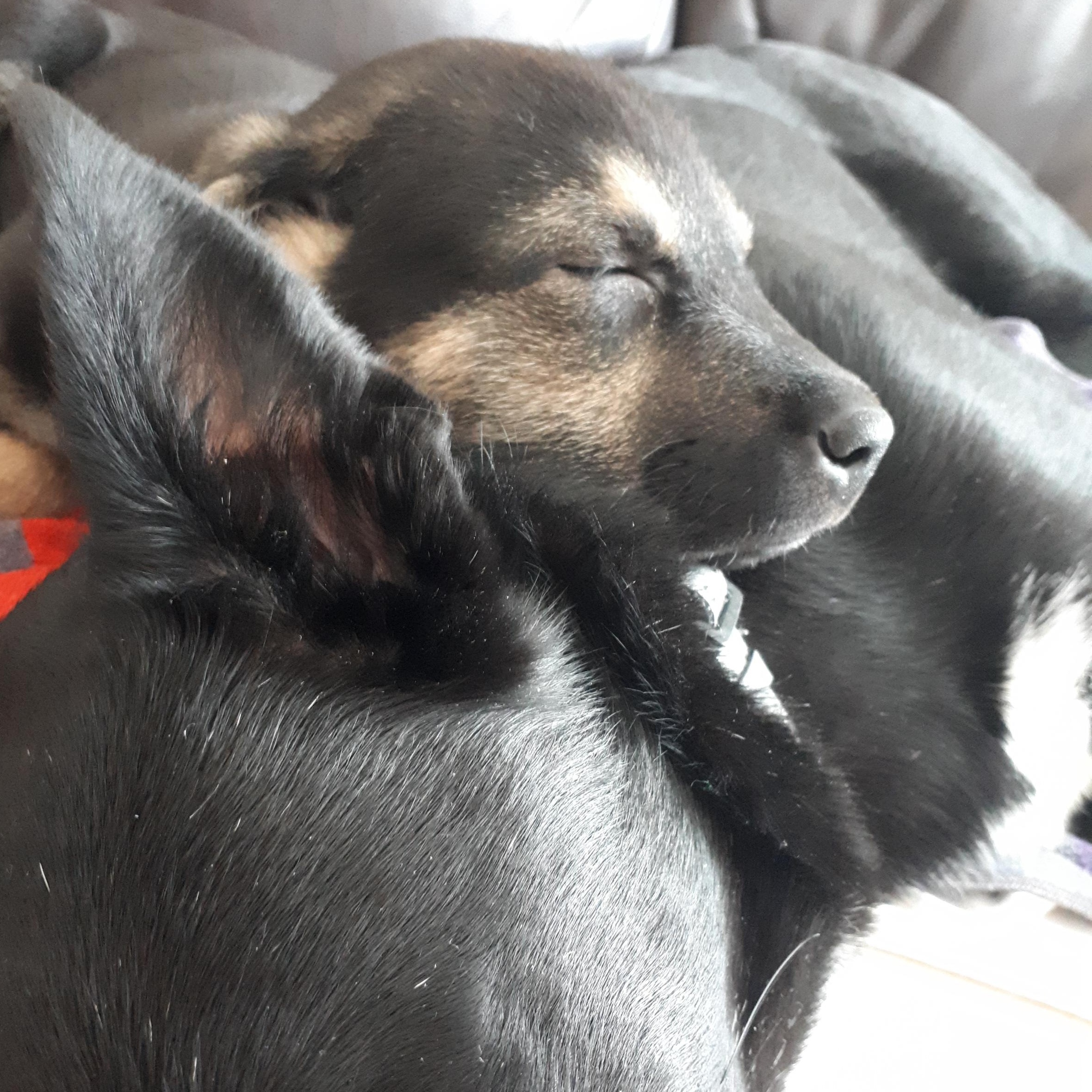 Enlarge Harley, a ADOPTABLE mixed breed in Saskatoon, SK image 2/6