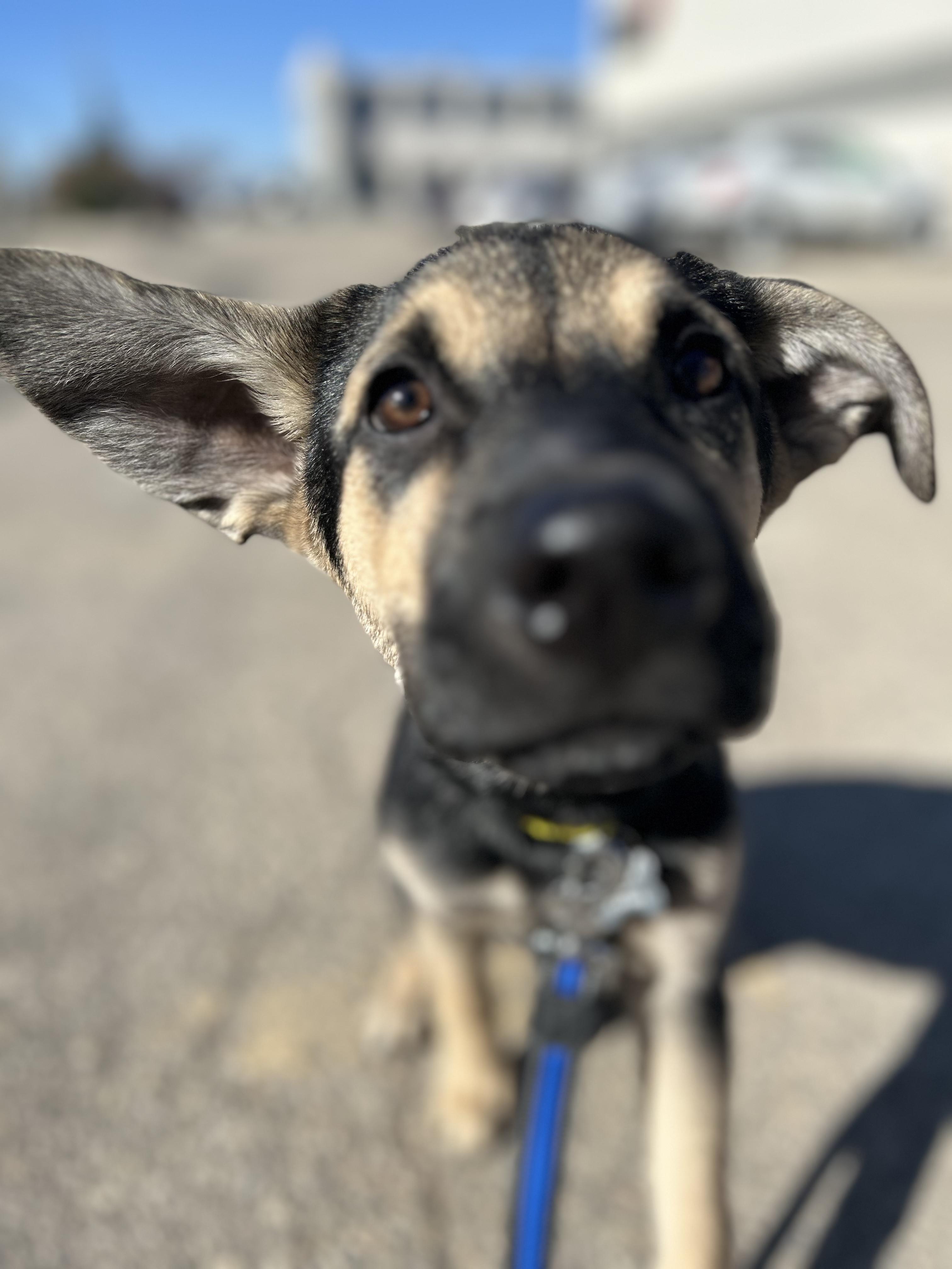 Enlarge Harley, a ADOPTABLE mixed breed in Saskatoon, SK image 4/5