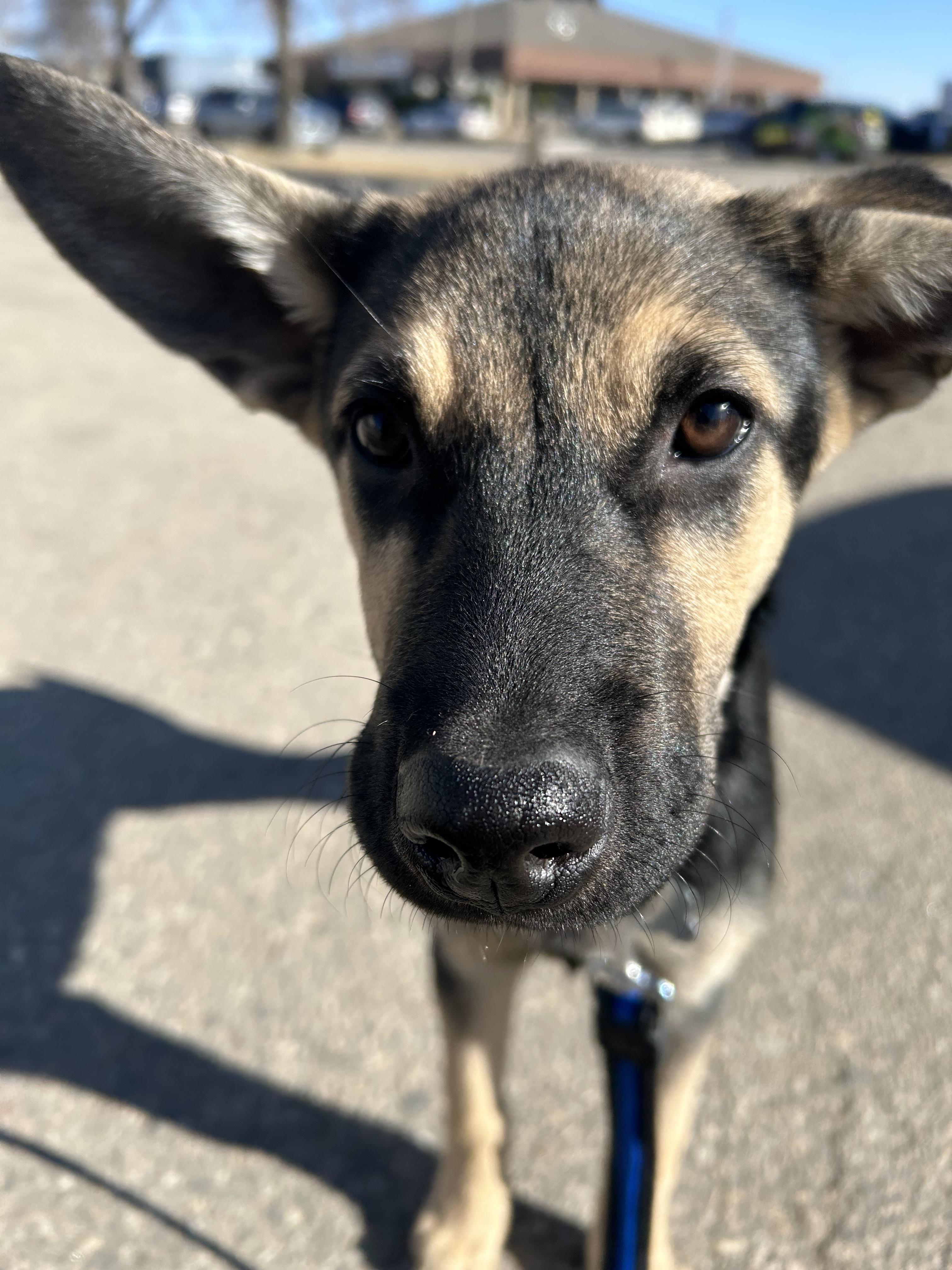 Enlarge Harley, a ADOPTABLE mixed breed in Saskatoon, SK image 5/5