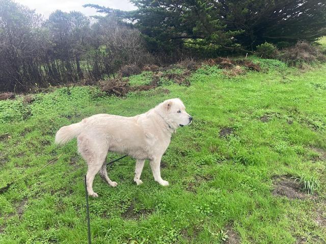 Enlarge Stevie, a Adoptable Great Pyrenees in Half Moon Bay, CA image 4/4