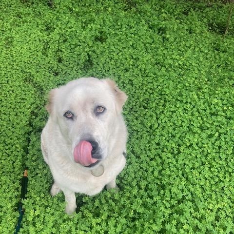 Enlarge Stevie, a Adoptable Great Pyrenees in Half Moon Bay, CA image 2/4