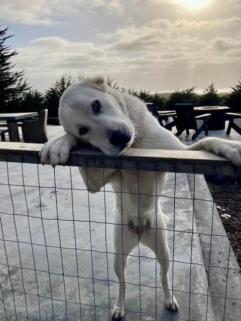 Stevie, Adoptable, Adult Female Great Pyrenees.