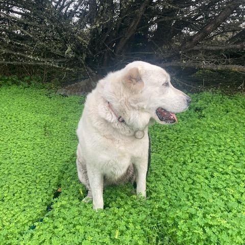 Enlarge Stevie, a Adoptable Great Pyrenees in Half Moon Bay, CA image 3/4