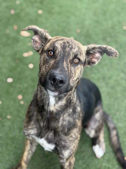 Enlarge Tubular, a Adoptable mixed breed in Sacramento, CA image 2/4