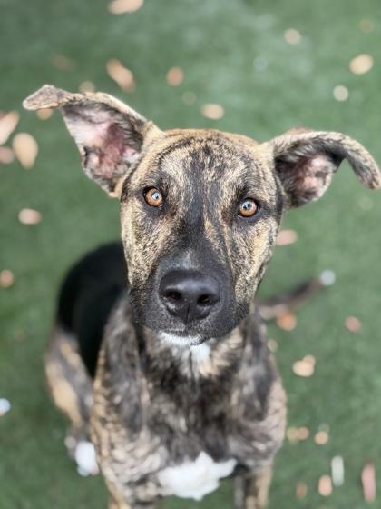 Enlarge Tubular, a Adoptable mixed breed in Sacramento, CA image 3/4