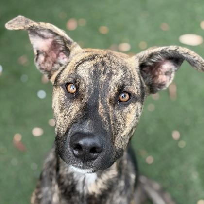 Tubular, Adoptable, Puppy Male Pit Bull Terrier & Siberian Husky.