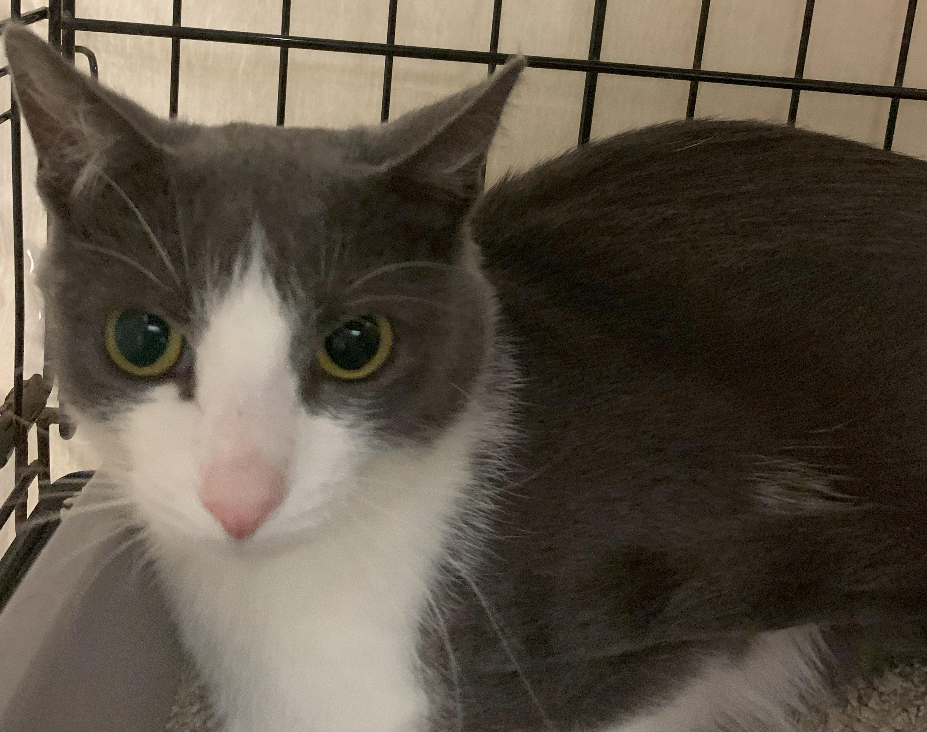 Kyera25, a Adoptable Domestic Short Hair in Milwaukee, WI image 1/4