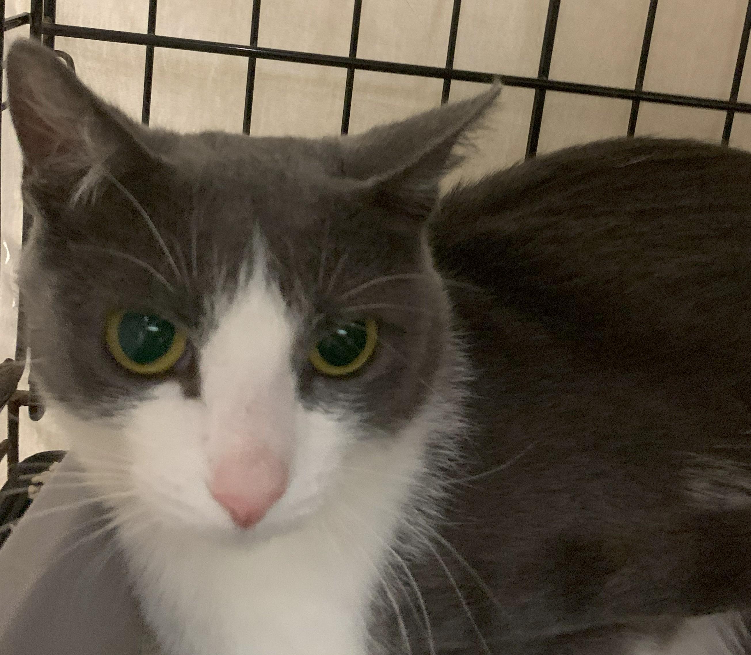 Kyera25, a Adoptable Domestic Short Hair in Milwaukee, WI image 2/4