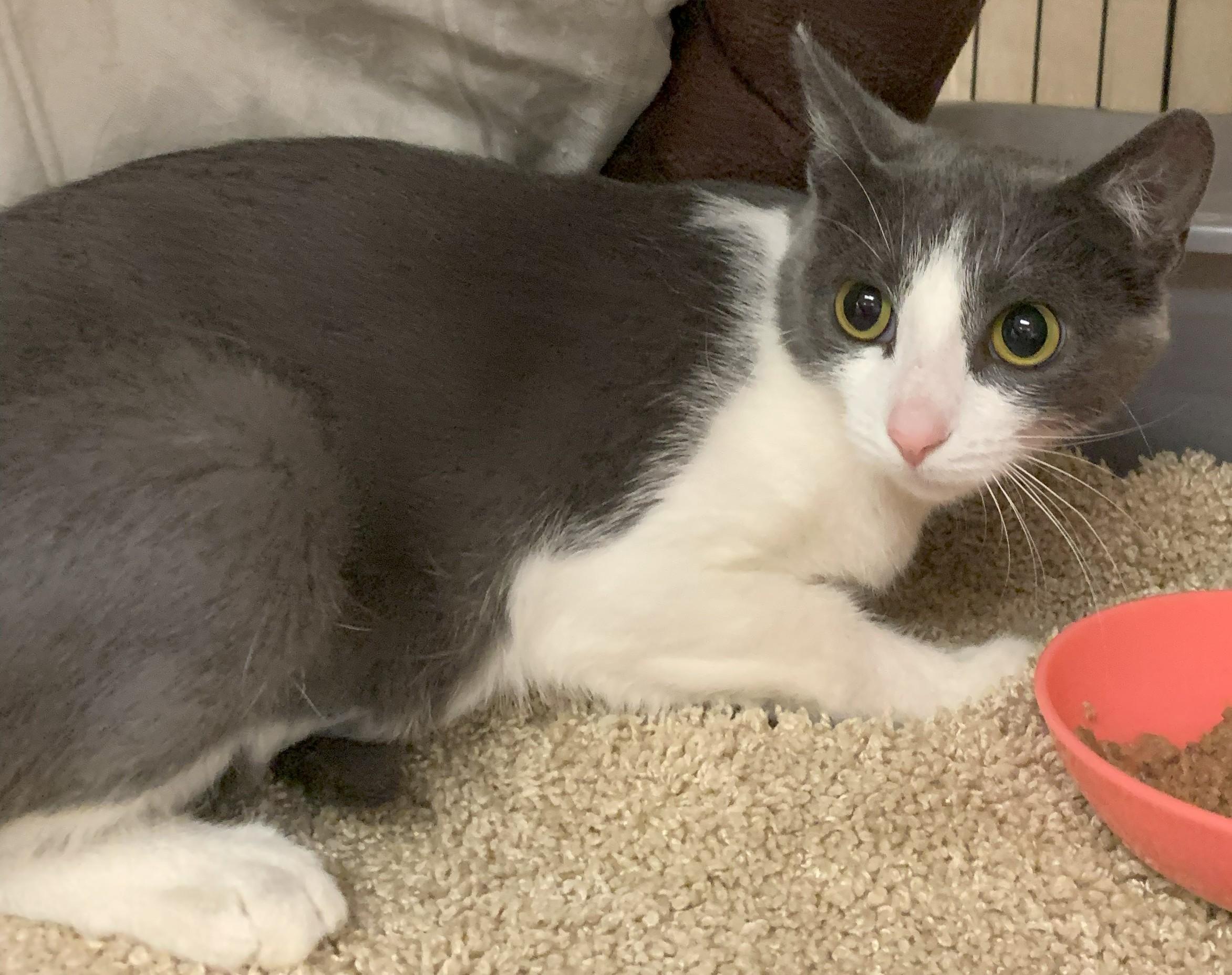 Kyera25, Adoptable, Adult Female Domestic Short Hair.