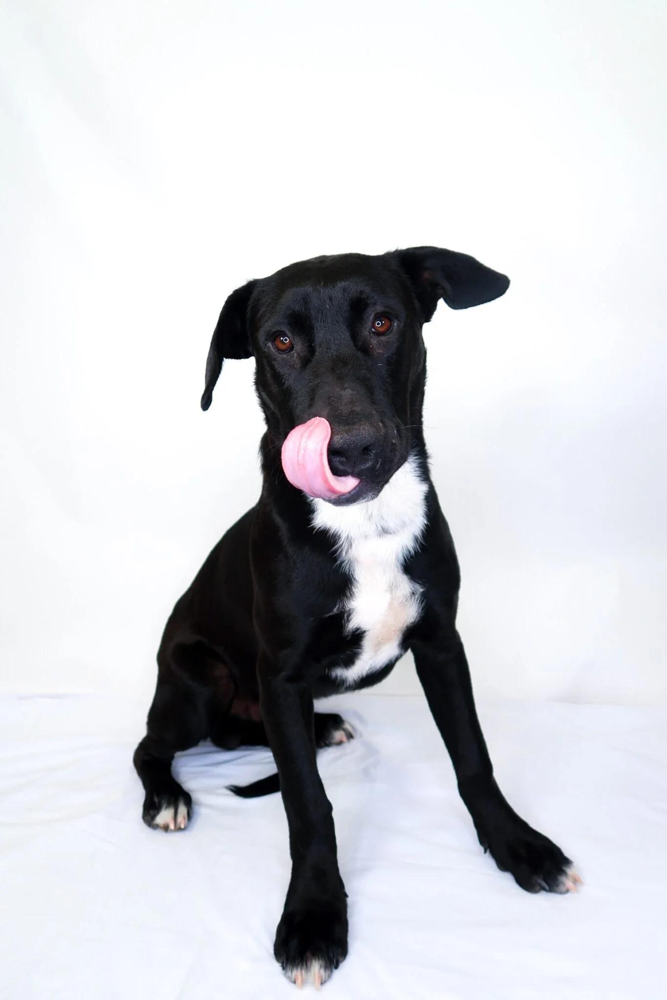 Echo, adoptable, Young Male Black Labrador Retriever.