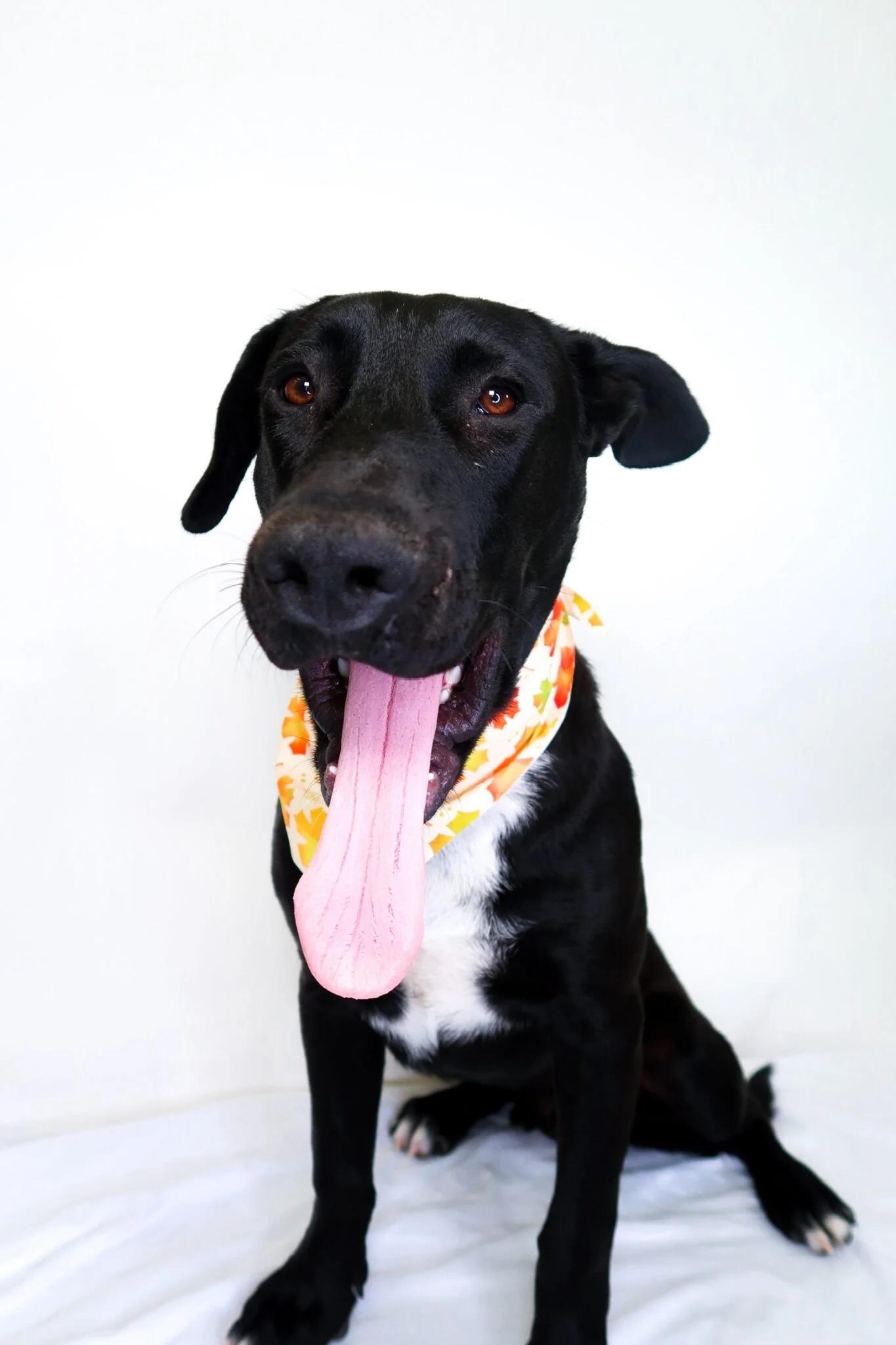 Enlarge Echo, an adoptable mixed breed in Bixby, OK image 2/5