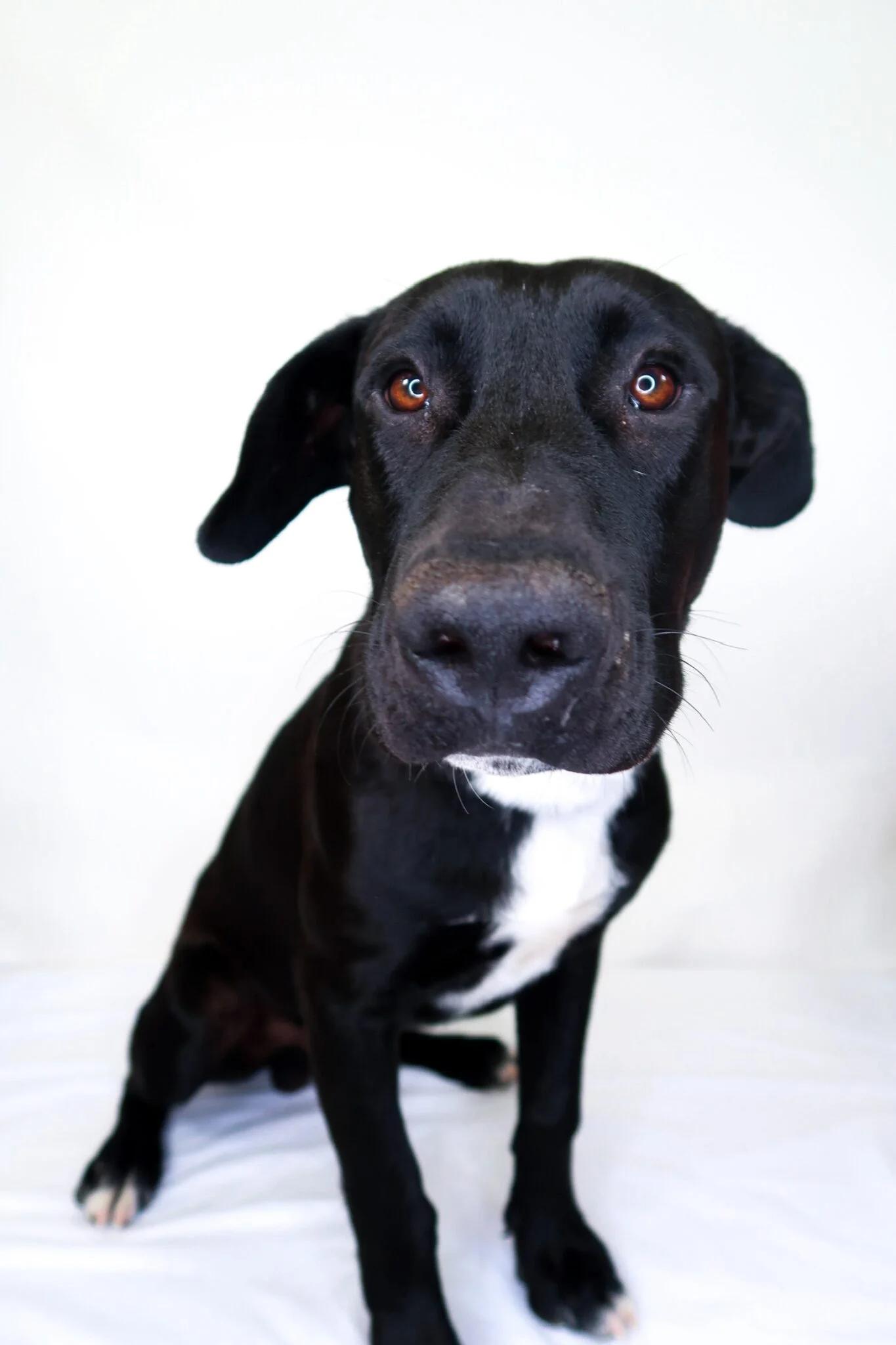 Enlarge Echo, an adoptable mixed breed in Bixby, OK image 3/5