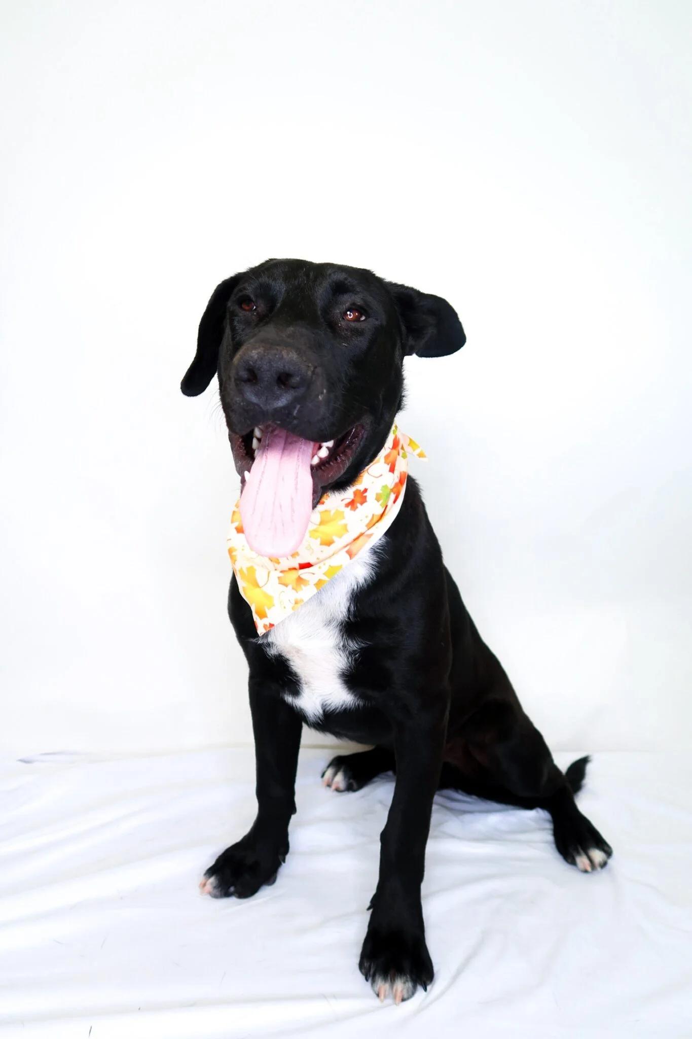 Enlarge Echo, an adoptable mixed breed in Bixby, OK image 4/5