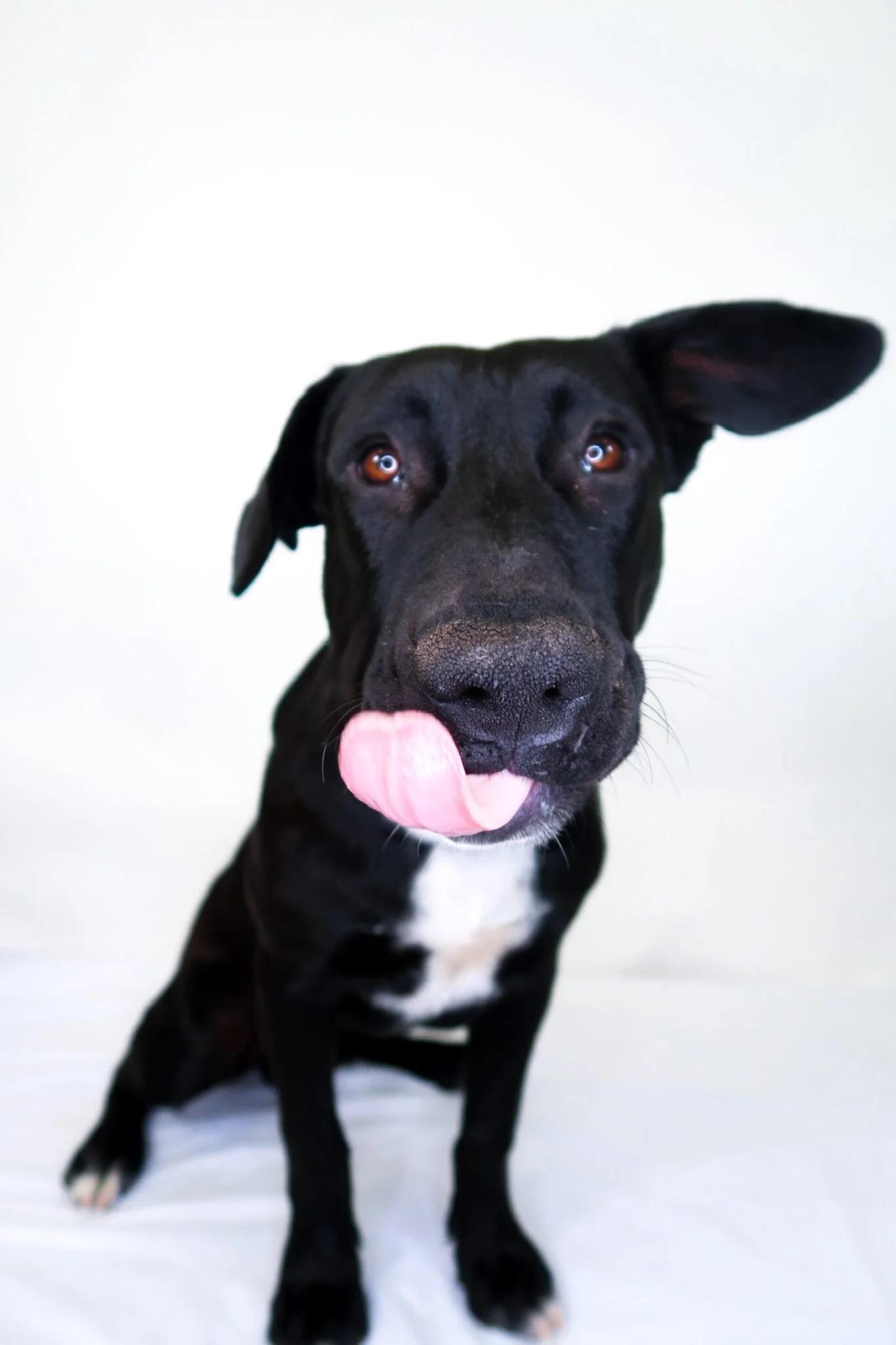 Enlarge Echo, an adoptable mixed breed in Bixby, OK image 5/5