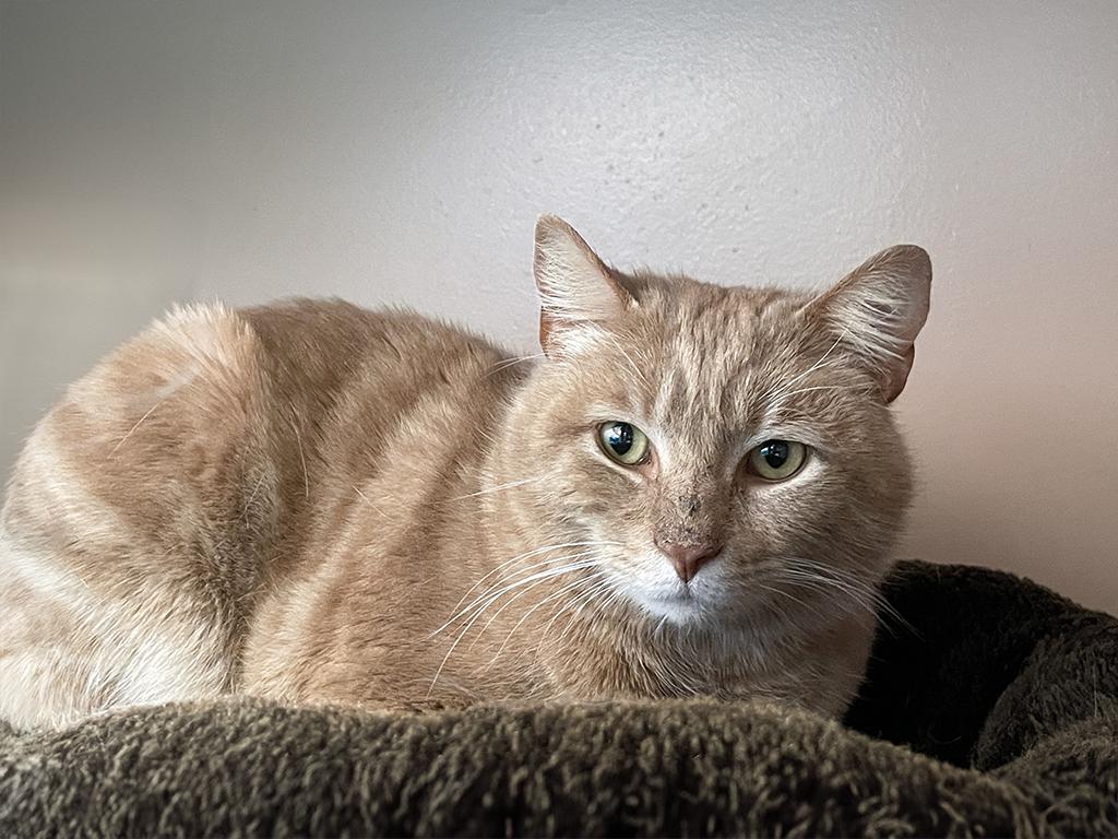 Enlarge Felix, an adopted Domestic Short Hair in Charles Town, WV image 3/3