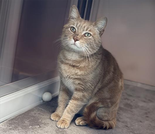 Enlarge Felix, an adopted Domestic Short Hair in Charles Town, WV image 2/3