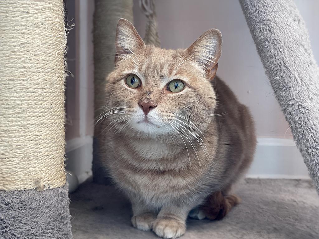 Felix, adopted, Adult Male Domestic Short Hair.