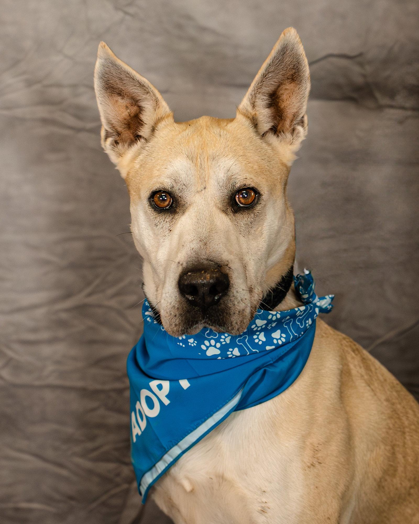 Gloria, a Adopted mixed breed in Clinton, OK image 1/3