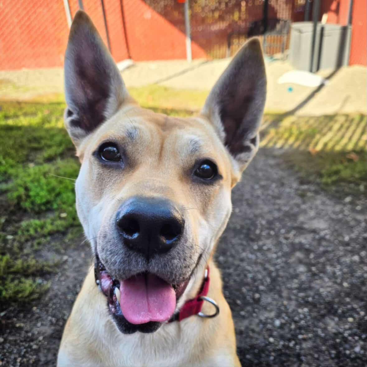Music, a Adoptable mixed breed in Sherwood, OR image 3/6