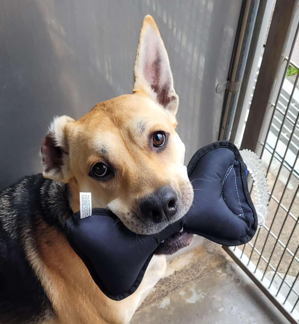 Music, a Adoptable mixed breed in Sherwood, OR image 2/6