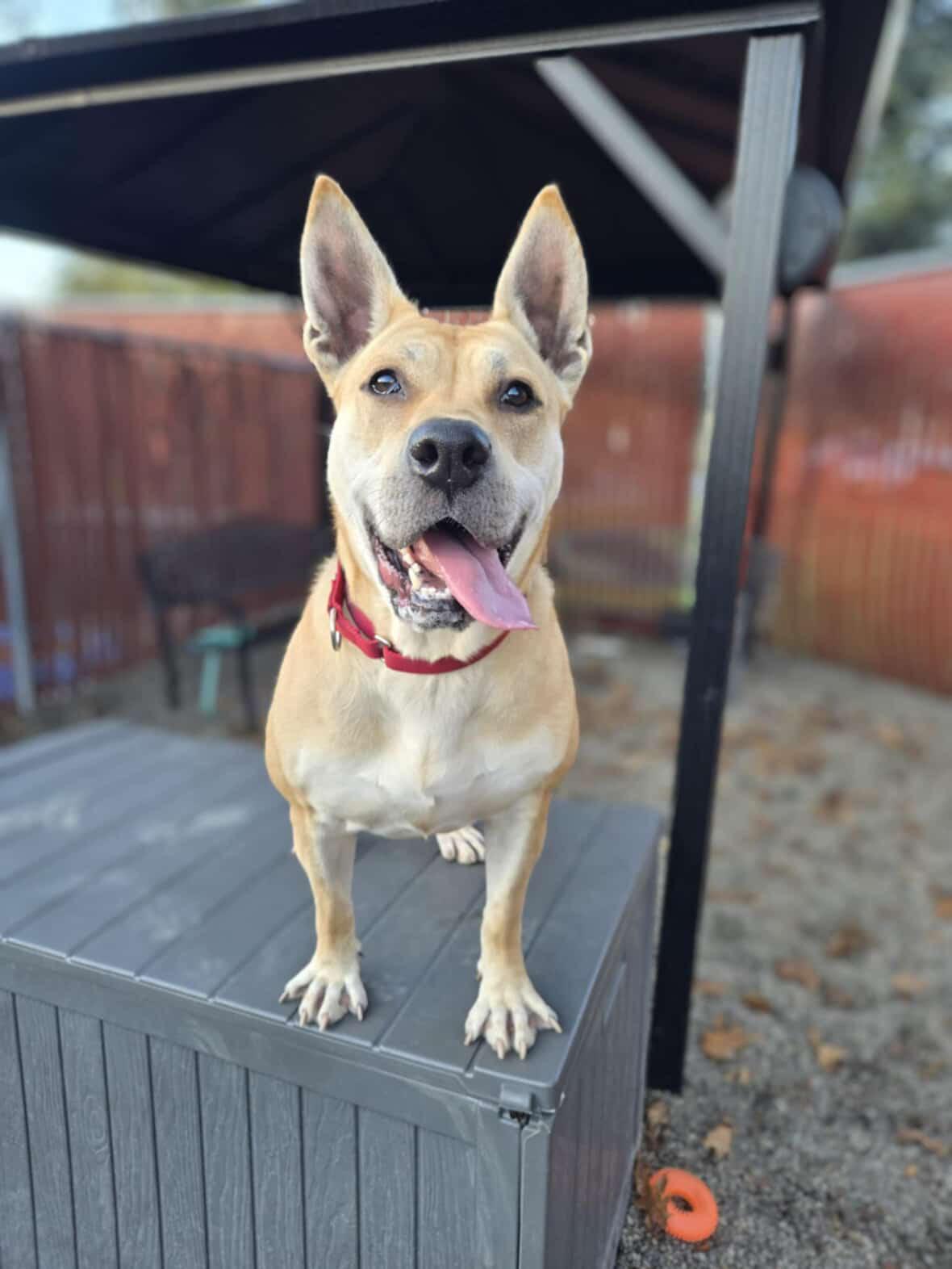 Music, a Adoptable mixed breed in Sherwood, OR image 4/6