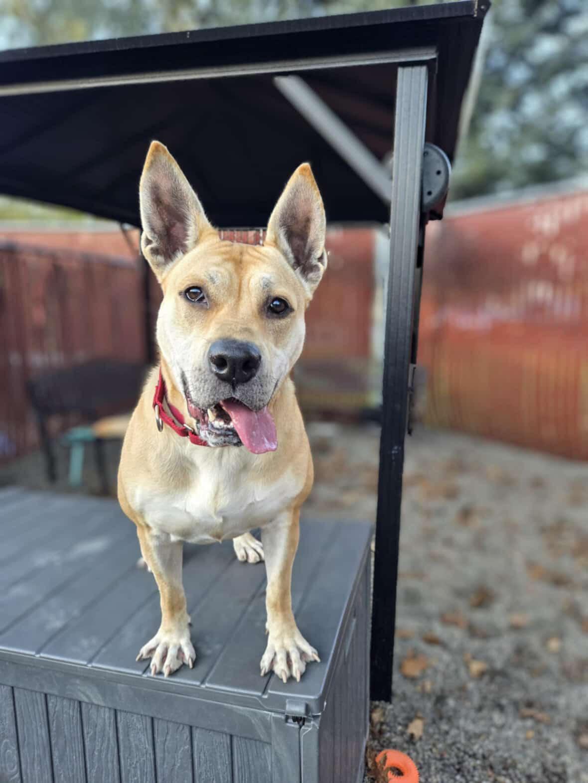 Music, a Adoptable mixed breed in Sherwood, OR image 6/6