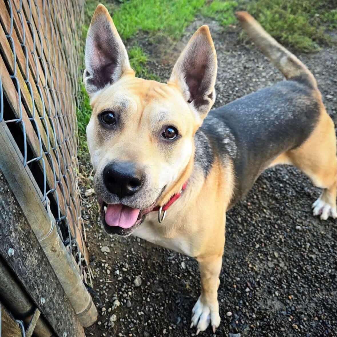 Music, a Adoptable mixed breed in Sherwood, OR image 1/6