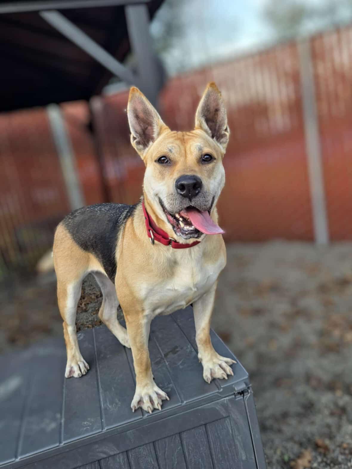 Music, a Adoptable mixed breed in Sherwood, OR image 5/6