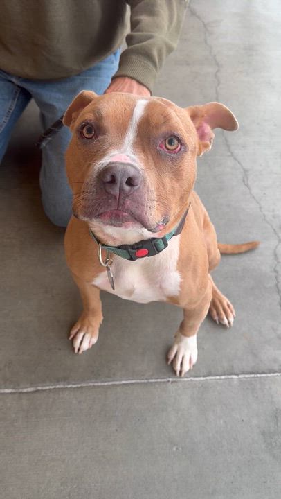 Enlarge Bennet, a Adoptable mixed breed in Buena Park, CA video 4/6