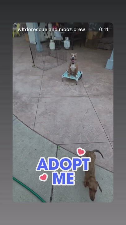 Enlarge Bennet, a Adoptable mixed breed in Buena Park, CA video 2/6