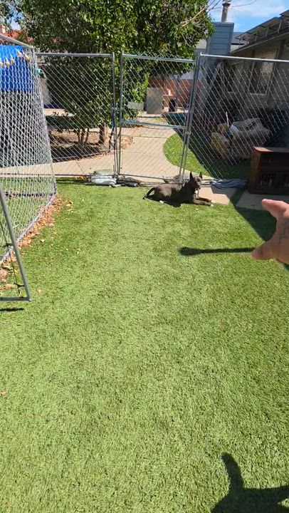 Enlarge Bennet, a Adoptable mixed breed in Buena Park, CA video 6/6