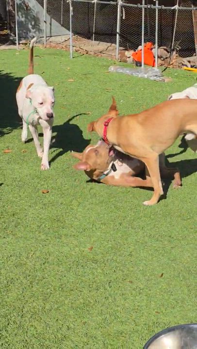 Enlarge Bennet, a Adoptable mixed breed in Buena Park, CA video 5/6