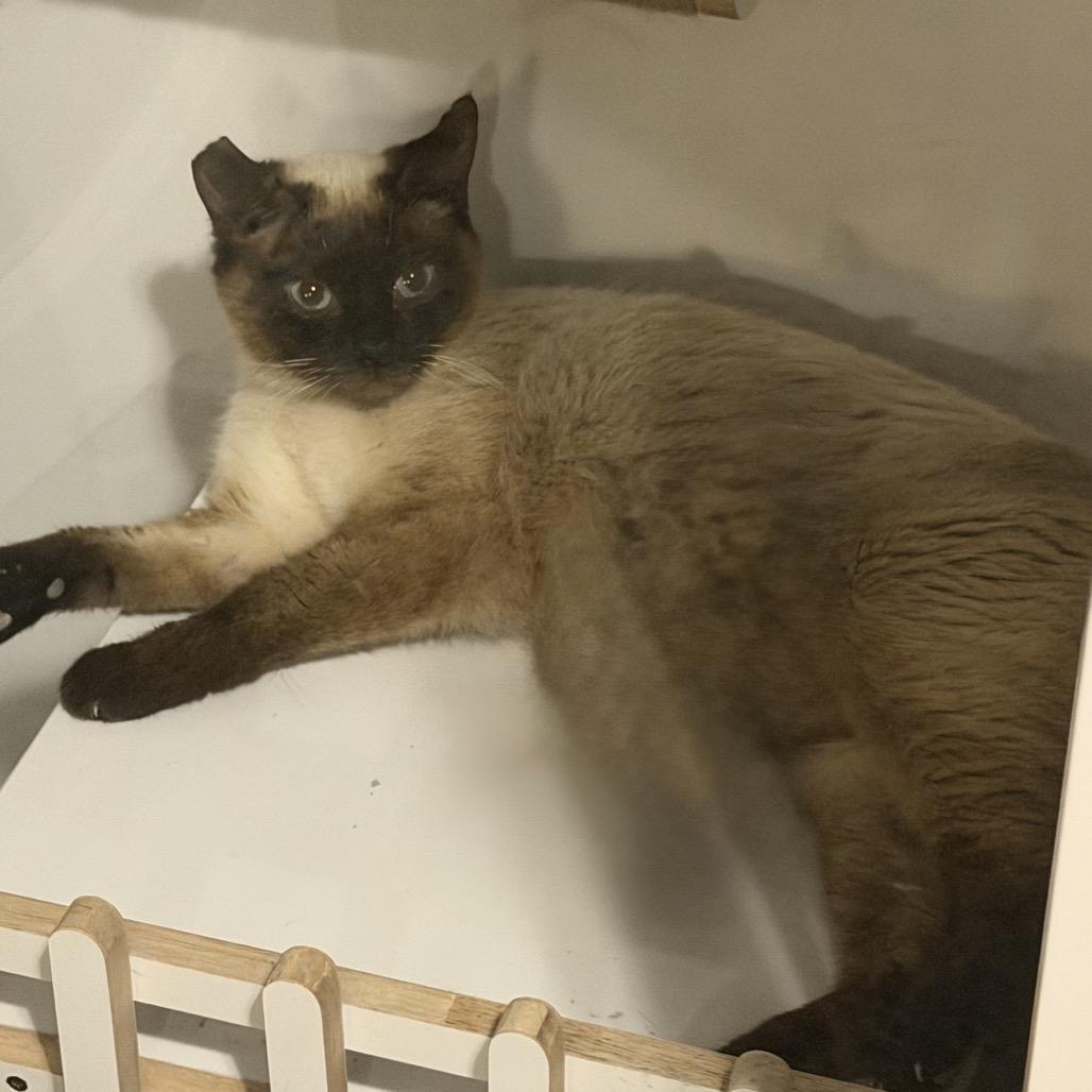 Enlarge Annie, a Adoptable Siamese in Spokane, WA image 1/1