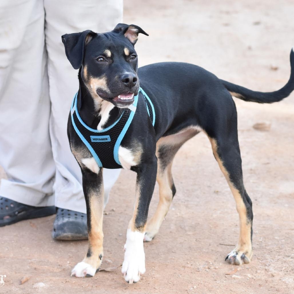 Tink, Adoptable, Young Female Jack Russell Terrier.