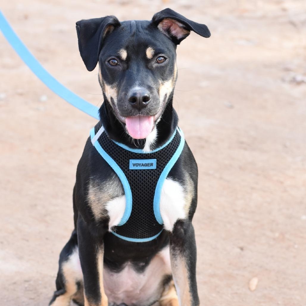 Tink, a Adoptable mixed breed in Cincinnati, OH image 3/5