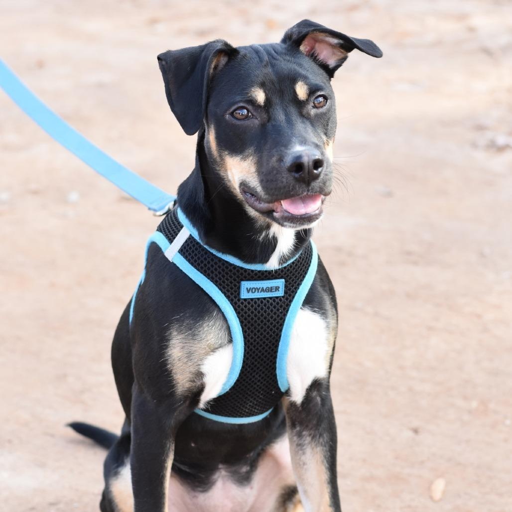 Tink, a Adoptable mixed breed in Cincinnati, OH image 5/5