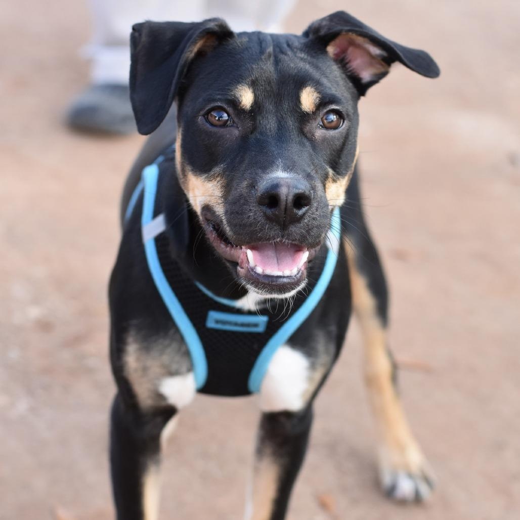 Tink, a Adoptable mixed breed in Cincinnati, OH image 4/5
