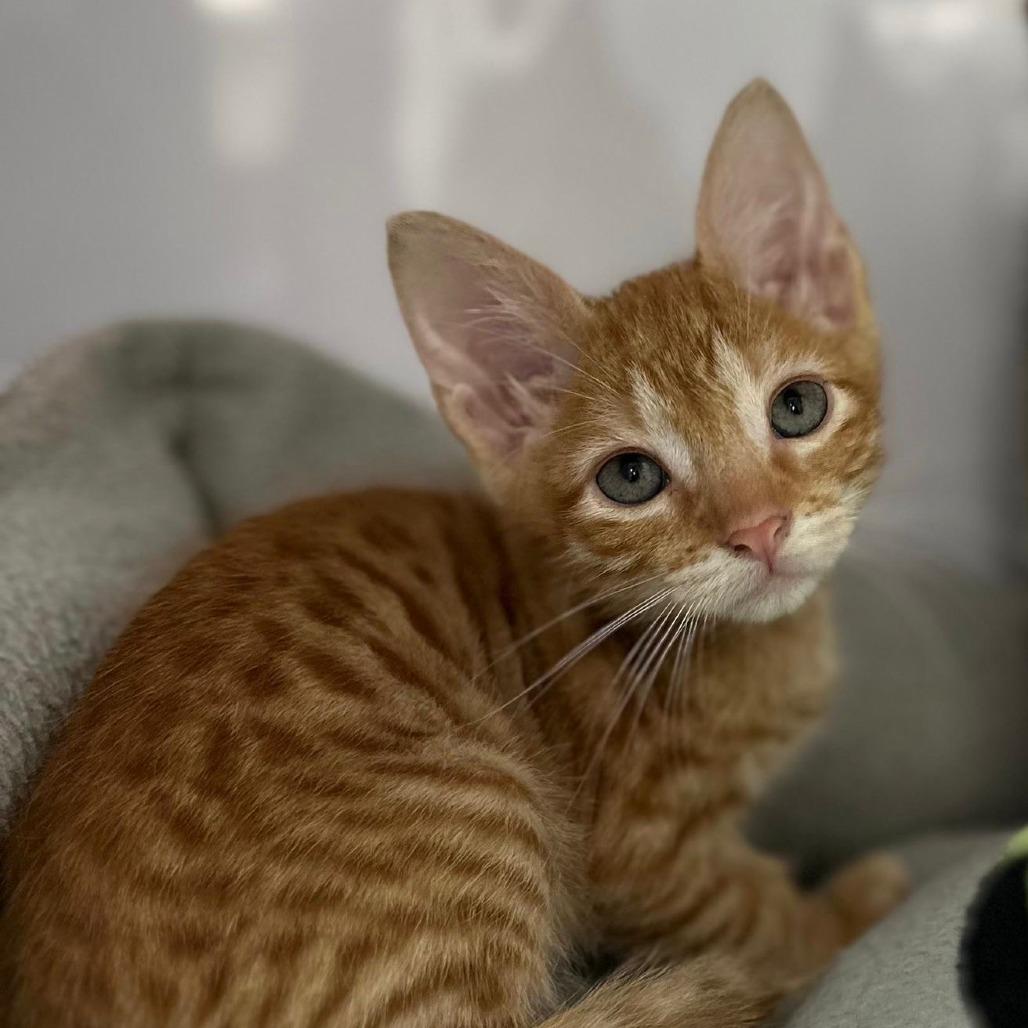 Enlarge Nacho, a Adoptable Domestic Short Hair in San Juan, PR image 1/6