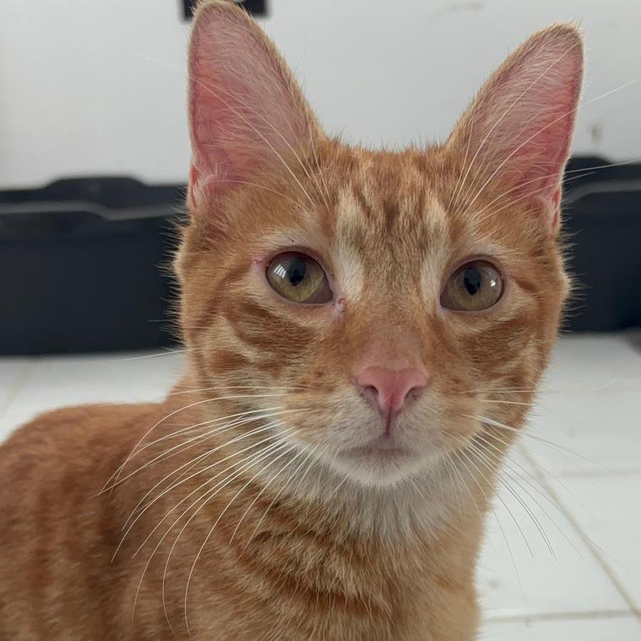 Enlarge Nacho, a Adoptable Domestic Short Hair in San Juan, PR image 2/6