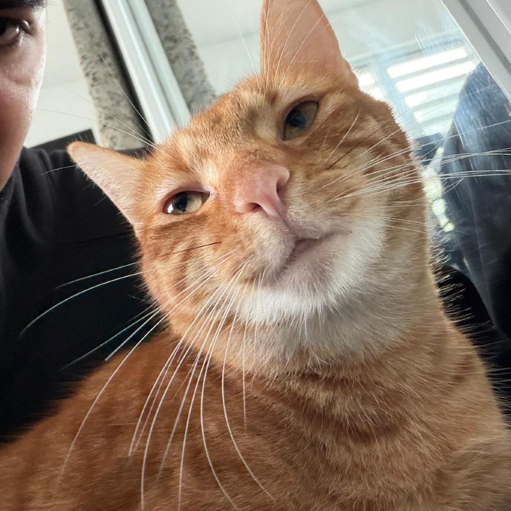 Enlarge Nacho, a Adoptable Domestic Short Hair in San Juan, PR image 4/6