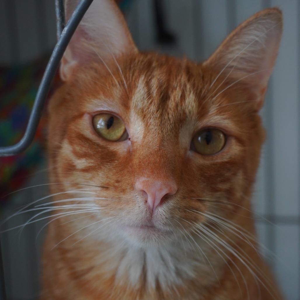 Enlarge Nacho, a Adoptable Domestic Short Hair in San Juan, PR image 5/6
