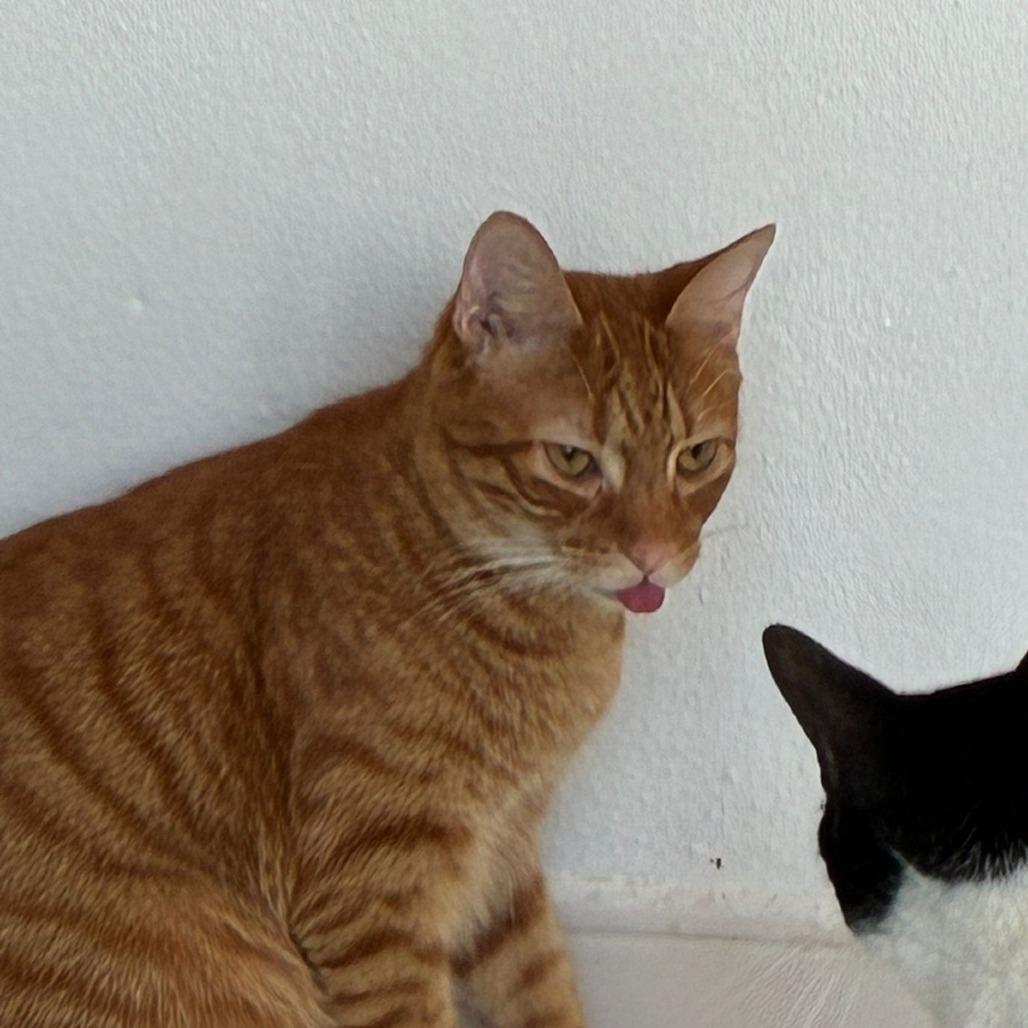 Enlarge Nacho, a Adoptable Domestic Short Hair in San Juan, PR image 6/6