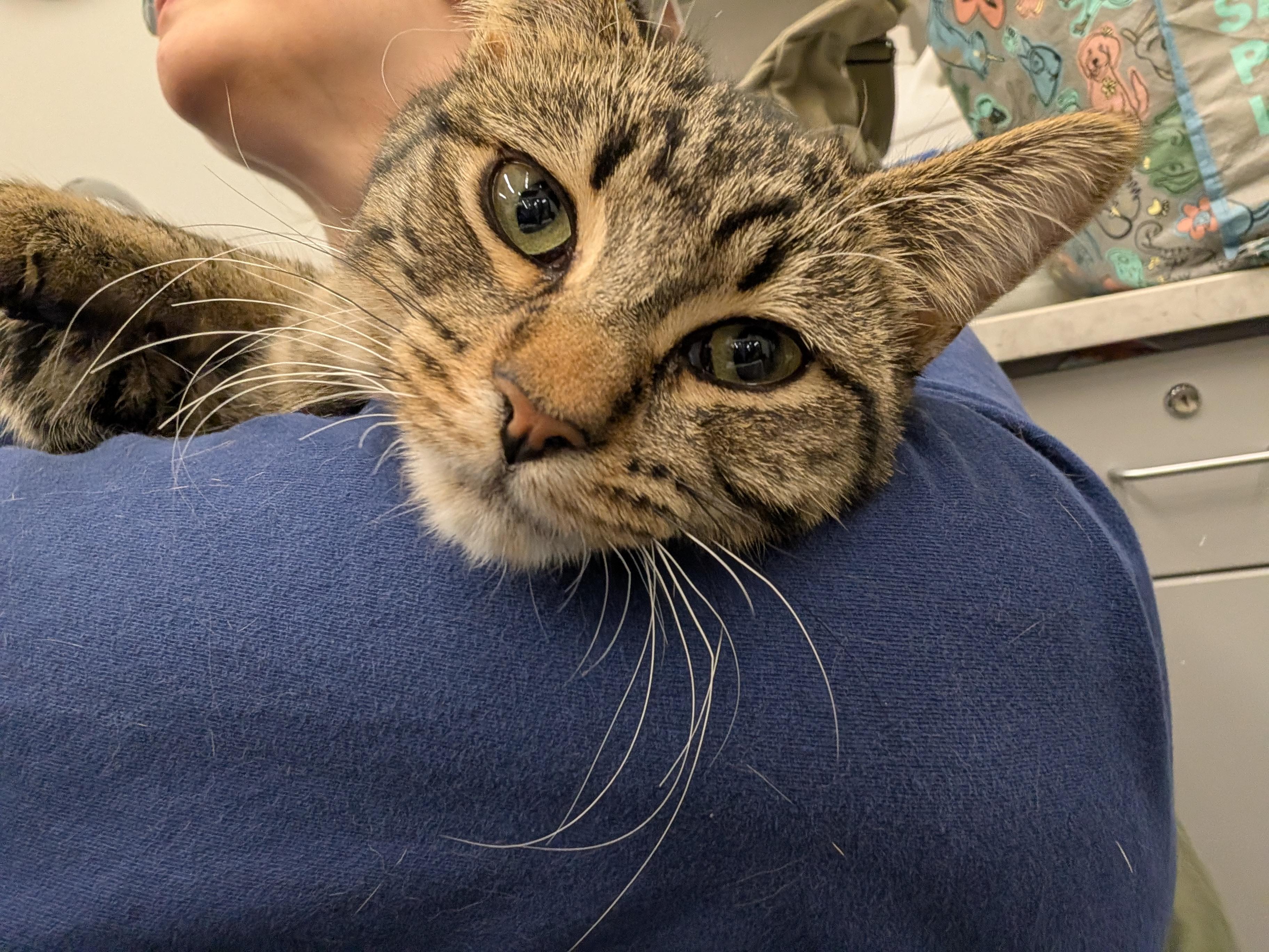 Enlarge Anya, an adoptable Domestic Short Hair in Grayslake, IL image 3/6