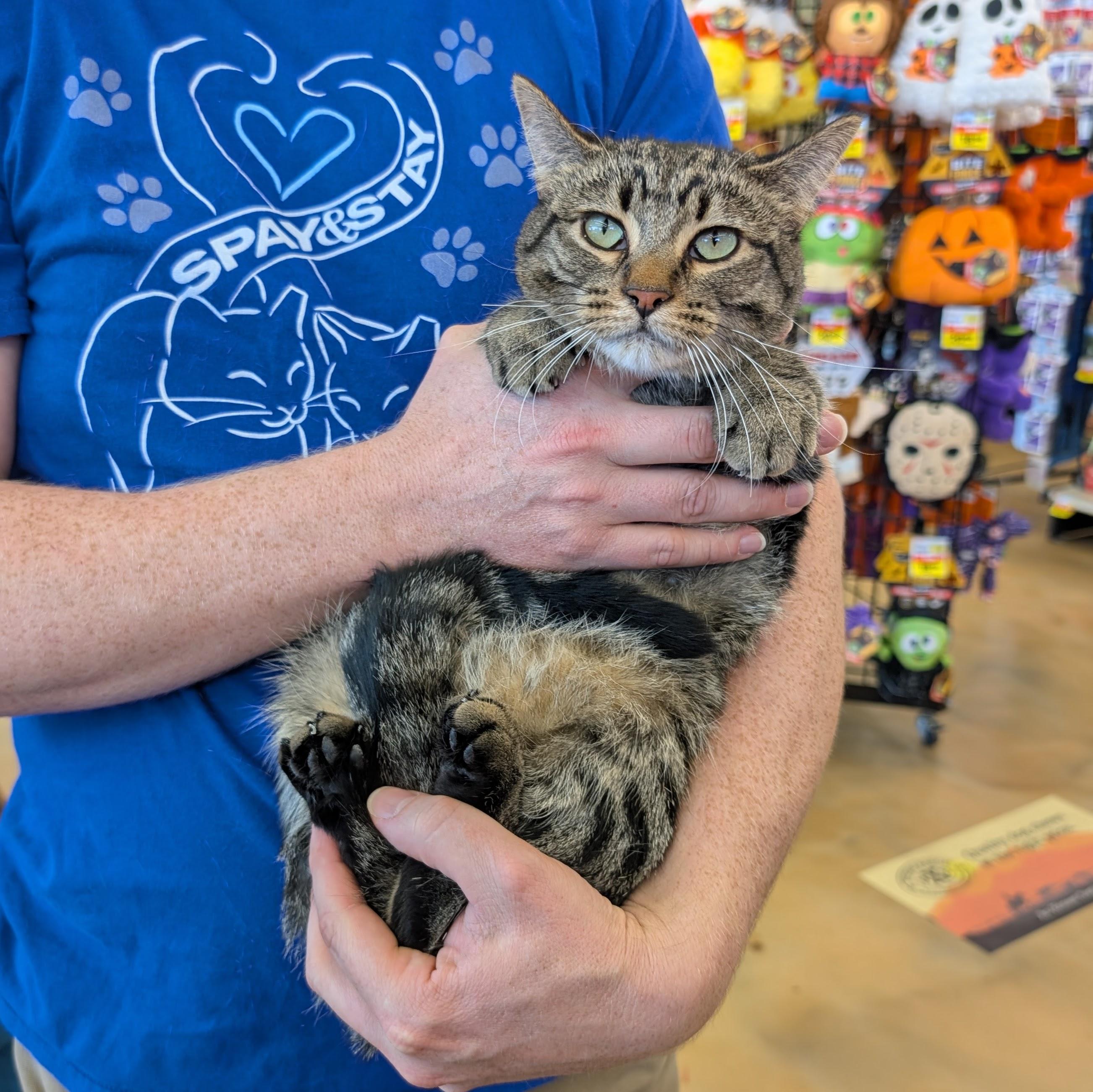 Anya, Adoptable, Young Female Domestic Short Hair.