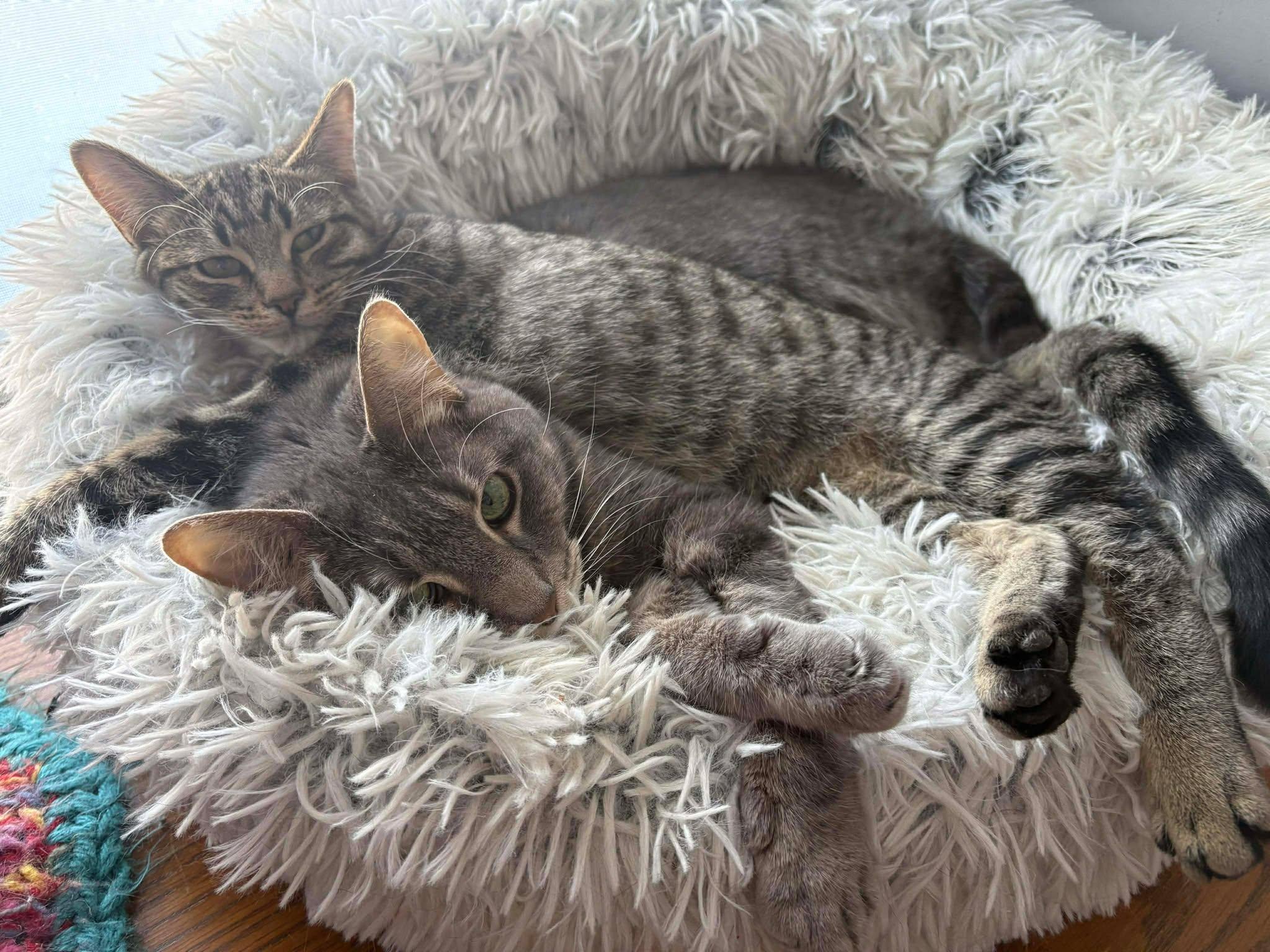 Enlarge Anya, an adoptable Domestic Short Hair in Grayslake, IL image 4/4