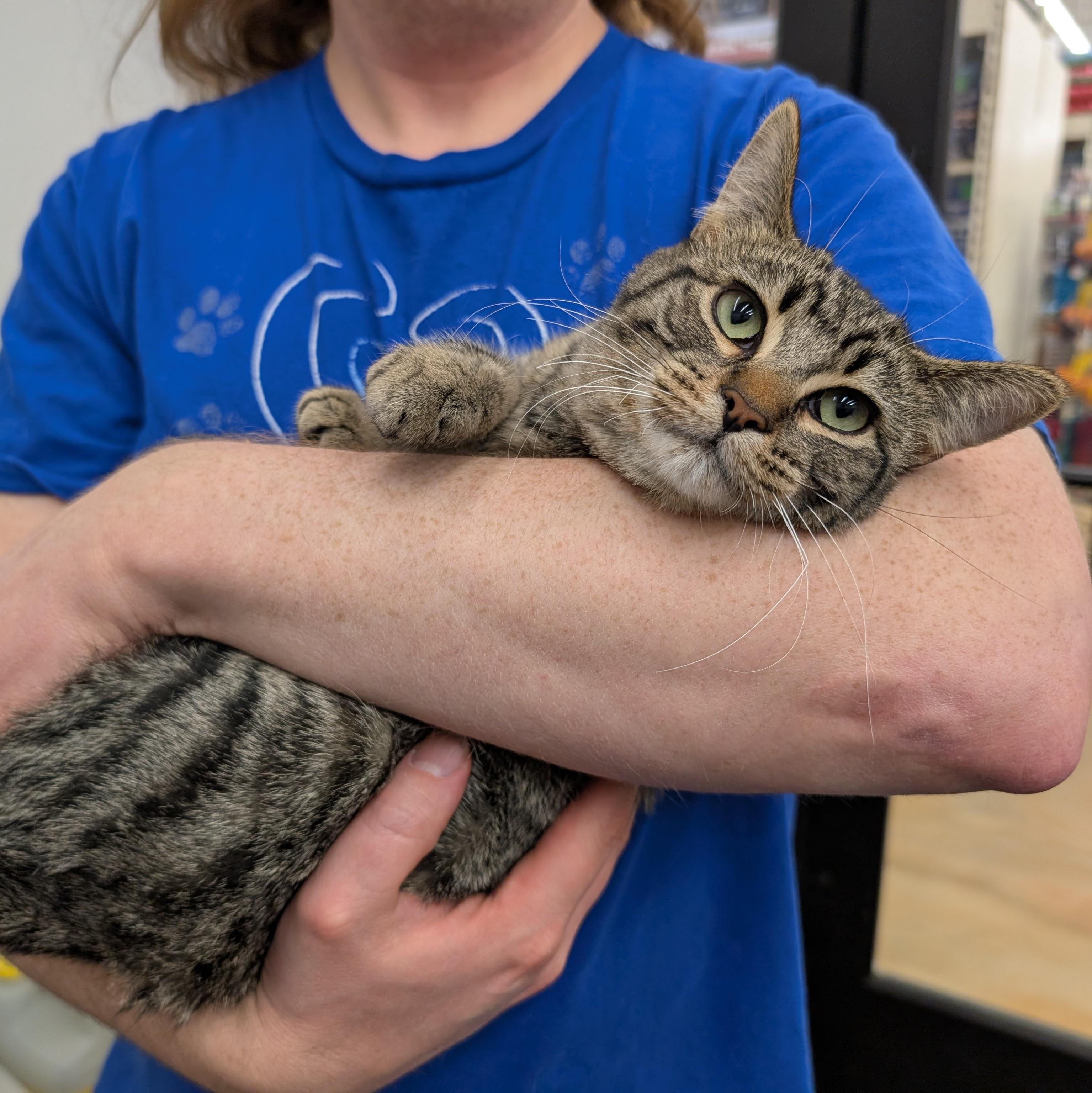 Enlarge Anya, an adoptable Domestic Short Hair in Grayslake, IL image 1/6