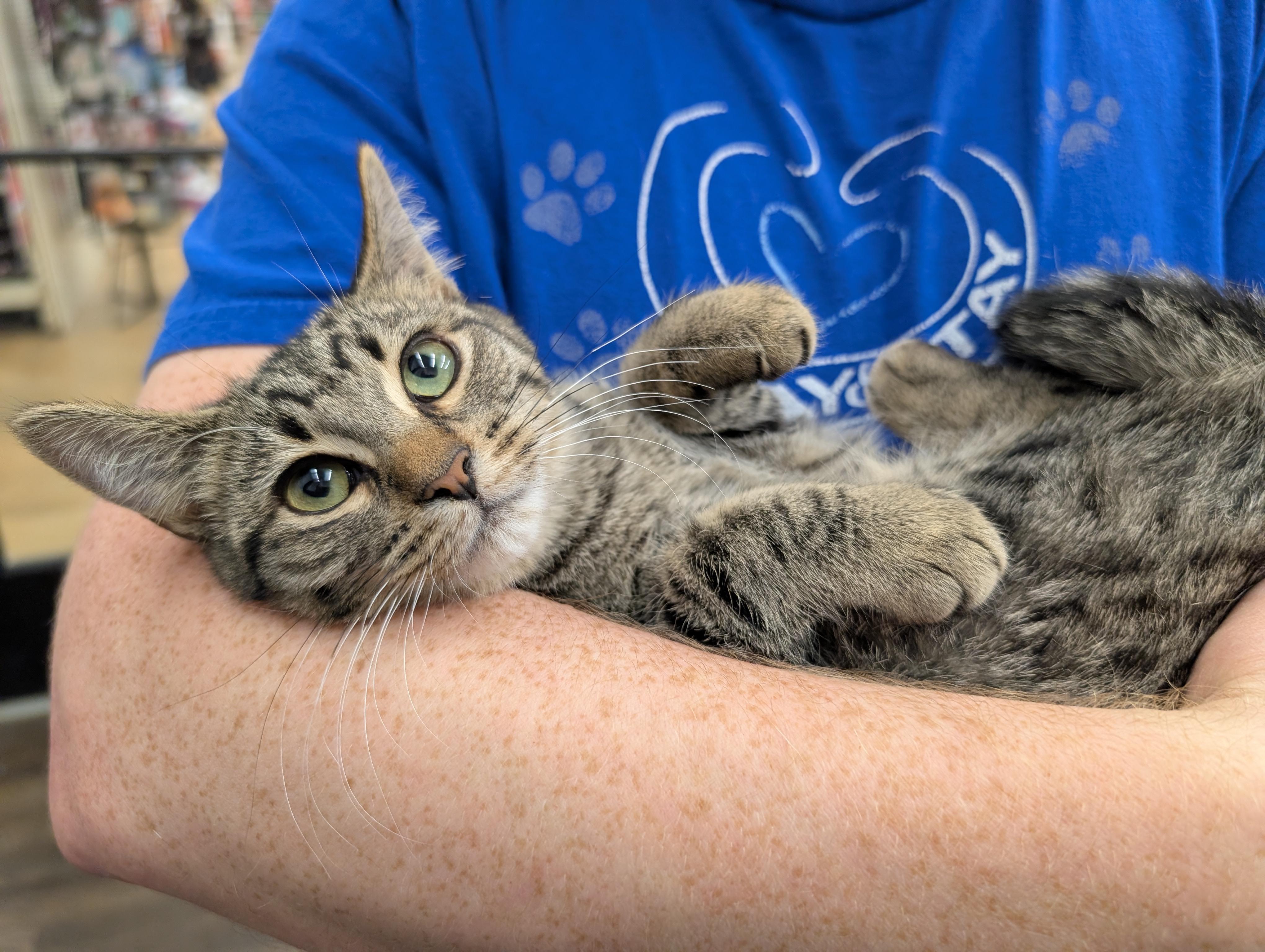 Anya, a ADOPTABLE Domestic Short Hair in Grayslake, IL image 2/3