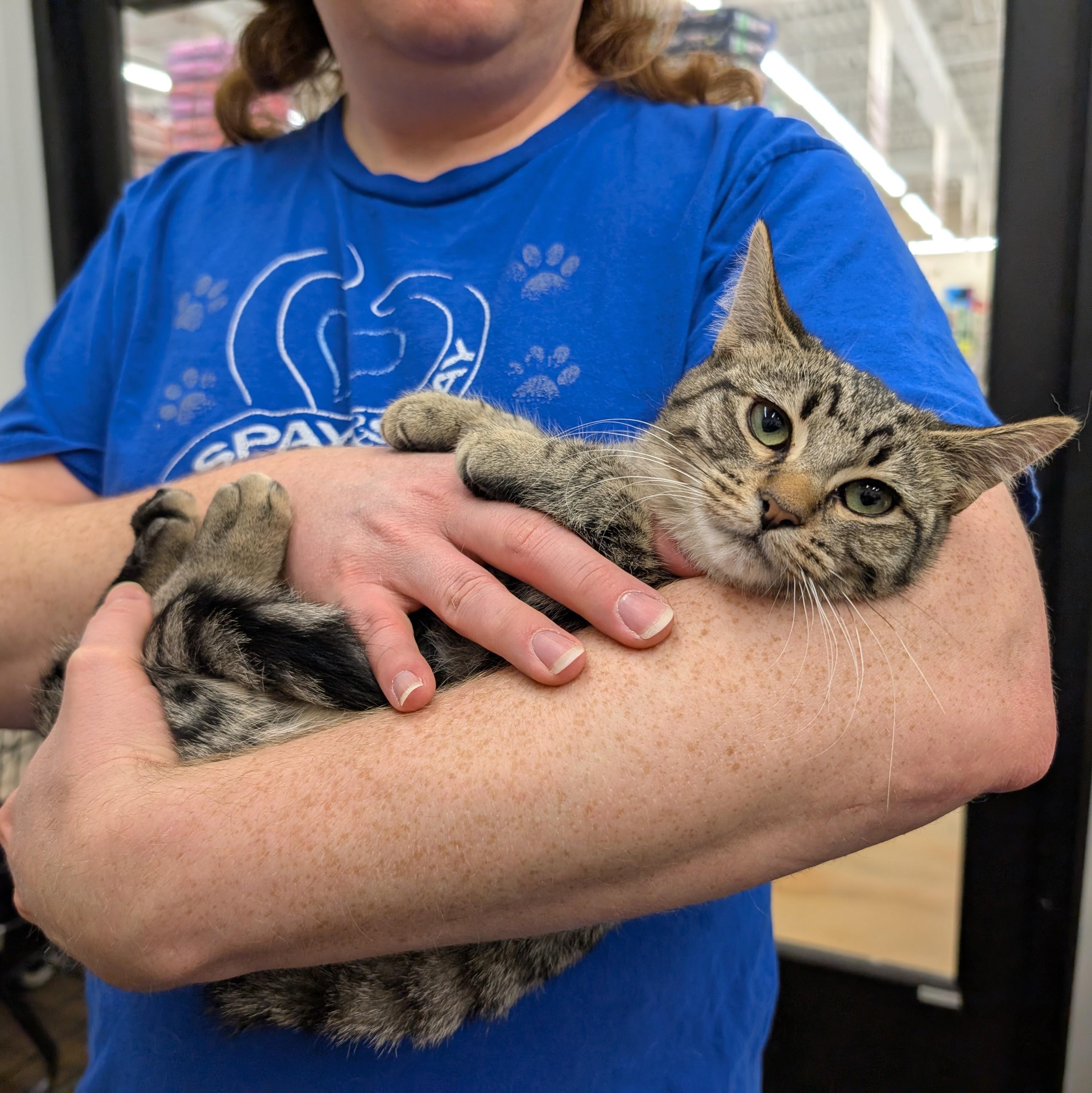 Anya, a ADOPTABLE Domestic Short Hair in Grayslake, IL image 1/3