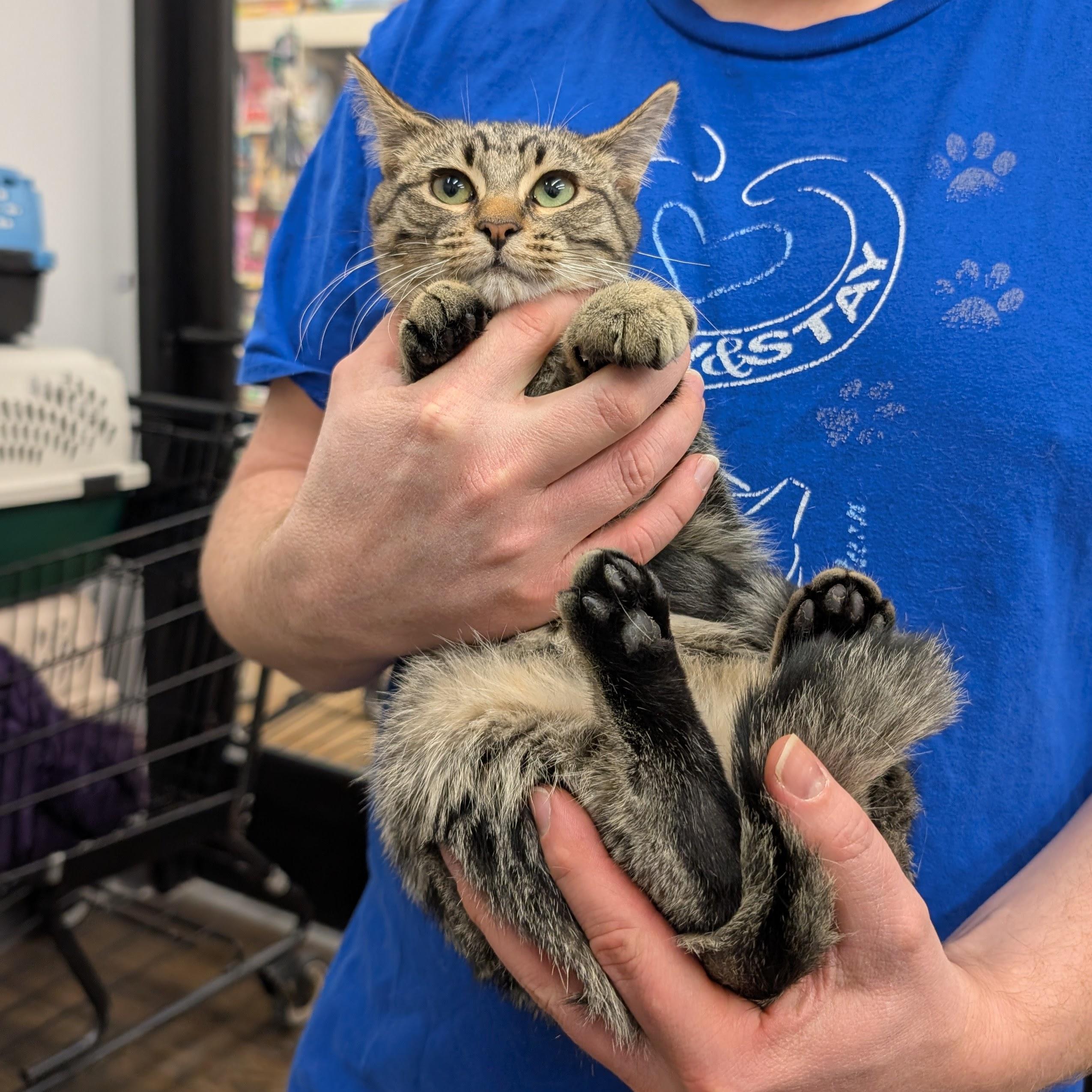 Anya, a ADOPTABLE Domestic Short Hair in Grayslake, IL image 3/3