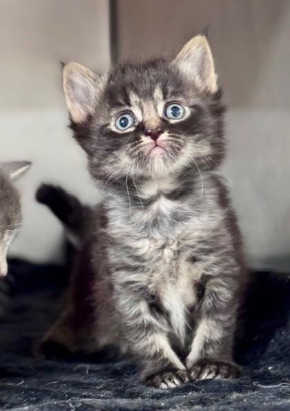 Enlarge Lunes, a Adoptable Domestic Short Hair in Bishop, GA image 1/2